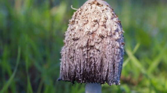 A lion's mane mushroom